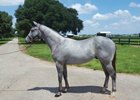 Hip 92, produced from the unraced Mineshaft mare Fast Find and a full brother to Texas stakes winners Scooter’s Choice and Shaded, was purchased by Danny Pish for $105,000 to top the yearling session,