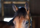 Lady Eli's Miracle Comeback Looms Lady Eli's Miracle Comeback Looms