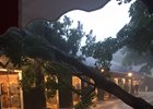 Sale Buzz About the Storm, Postponement Sale Buzz About the Storm, Postponement