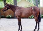 Sold as Hip 61 during the 2016 Fasig-Tipton Saratoga yearling sale, Song of Mine brought $800,000