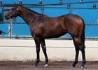 Barretts Select Yearling Sale Stays Even Barretts Select Yearling Sale Stays Even