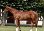 Lot 92 by Frankel at the Arqana August Yearling Sale 2016