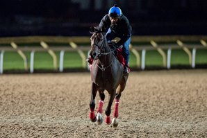 Tepin Stretches Legs on Woodbine Tapeta Tepin Stretches Legs on Woodbine Tapeta