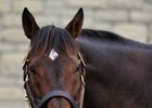 Ghostzapper at Adena Springs Kentucky