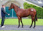 Dandy Man filly tops opening session of 2016 Tattersalls Ireland Part II of the September yearling sale.