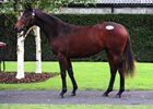 Acclamation filly tops final session of Tattersalls Ireland yearling sale, Part II.