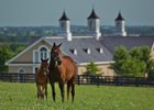 Top Breeders of 2016: Adena Springs Top Breeders of 2016: Adena Springs