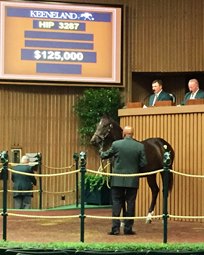 Pinhooking Rookie Scores Big at Keeneland Pinhooking Rookie Scores Big at Keeneland