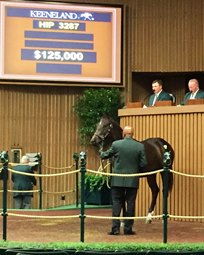 Pinhooking Rookie Scores Big at Keeneland