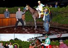 Two Trainers at 92 Saddle Emerald Winners Two Trainers at 92 Saddle Emerald Winners