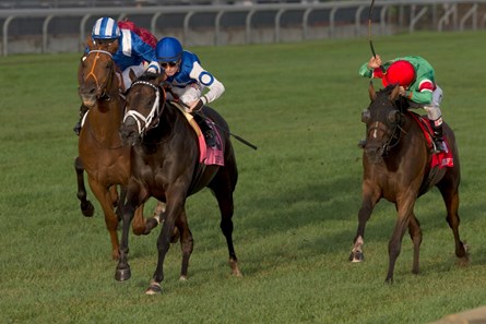 Tepin Horse Profile BloodHorse