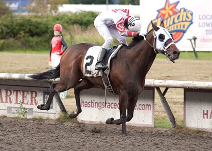 Western Heritage winning the 3rd running of the Champions Starter Series Final at Hasting's Racecourse on September 10,2016