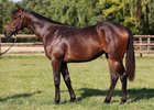 Sea The Stars filly, BBAG sale topper