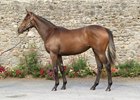 Goffs Orby Off to Solid Start Goffs Orby Off to Solid Start