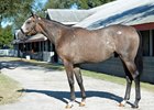 Eaton’s Tapit Colt Attracting Attention Eaton’s Tapit Colt Attracting Attention