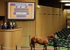 Session-topping Majestic Warrior colt.