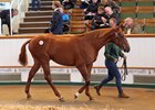 Shadwell Stays Active into Tattersalls Book 2 Shadwell Stays Active into Tattersalls Book 2
