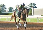 Harmonize gallops over the main track at Keeneland