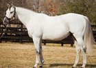 Kentucky Derby winner Monarchos passed away at age 18