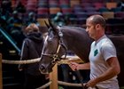 A half brother to multiple group I winner Zagora sold as co-session topper at Arqana Oct. 18