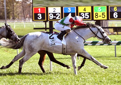 Devilish Love wins the Maryland Million Ladies Staks at Laurel Park.