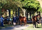 Slight Dip in North American Yearling Sales Slight Dip in North American Yearling Sales