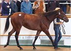 Dubawi Colt Sparks Fireworks at Tattersalls Dubawi Colt Sparks Fireworks at Tattersalls