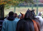 Gainesway Colts Among Hips to Watch Gainesway Colts Among Hips to Watch