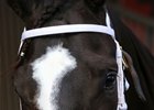 2016 Ack Ack Stakes winner Tom's Ready