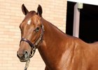 Smiling Tiger colt, topped Barretts sale.