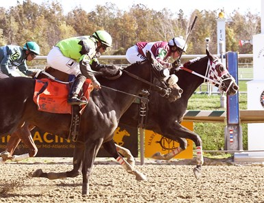 Who Stole My Sock wins the Maryland Million Starter Handicap at Laurel Park.