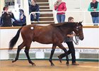 Dubawi Continues Reign at Tattersalls October Dubawi Continues Reign at Tattersalls October
