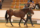 Dubawi Tops Again at Tattersalls Dubawi Tops Again at Tattersalls