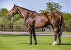 Dariyan is a son of Shamardal, who has sired 8% black-type stakes winner to date.