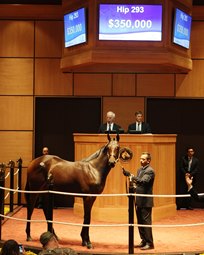 Positive Start to Fasig-Tipton October Sale Positive Start to Fasig-Tipton October Sale
