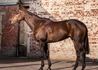 Yoshida Goes to Record Price at Arc Sale Yoshida Goes to Record Price at Arc Sale