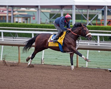 Effinex
Works at Santa Anita in preparation for 2016 Breeders' Cup on Oct. 31, 2016, in Arcadia, CA.