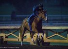 Stellar Wind