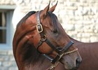 Ashford Stud Releases 2017 Fees Ashford Stud Releases 2017 Fees
