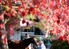 The Keeneland November sale wrapped up its 10th session Nov. 17