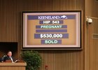 Hip 543, 2016 Keeneland November Sale