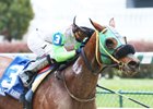 Lady Fog Horn wins the 2016 Falls City Handicap