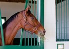 Beholder settles in at Spendthrift Farm near Lexington.