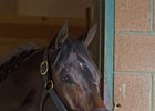Tepin Aiming for Dubai Turf Tepin Aiming for Dubai Turf