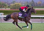 Limato at Santa Anita Nov. 1