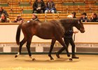 Frankel Colt Tops Tattersalls Yearling Sale Frankel Colt Tops Tattersalls Yearling Sale