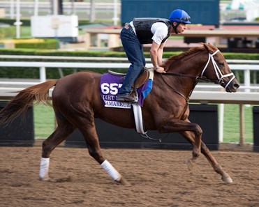 Tamarkuz
Works at Santa Anita in preparation for 2016 Breeders' Cup on Nov. 1, 2016, in Arcadia, CA.