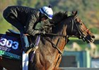 Flintshire Retiring to Hill 'n' Dale After BC Flintshire Retiring to Hill 'n' Dale After BC
