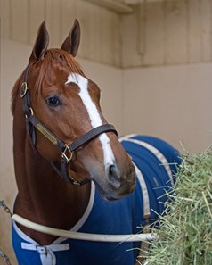 Stellar Wind
Works at Santa Anita in preparation for 2016 Breeders' Cup on Nov. 1, 2016, in Arcadia, CA.