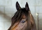 Protonico will stand at Darby Dan Farm for $6,500 stands and nurses
